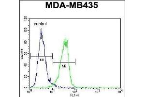 MeCP2 Antibody (N-term) (ABIN650708 and ABIN2839305) flow cytometric analysis of MDA-M cells (right histogram) compared to a negative control cell (left histogram). (MECP2 Antikörper  (N-Term))