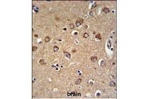 C12orf53 Antibody (N-term) (ABIN651378 and ABIN2840211) IHC analysis in formalin fixed and paraffin embedded human brain tissue followed by peroxidase conjugation of the secondary antibody and DAB staining. (C12orf53 Antikörper  (N-Term))