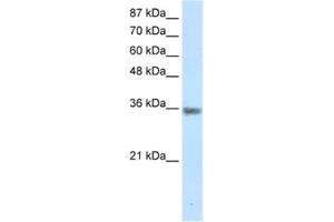 Western Blotting (WB) image for anti-Menage A Trois Homolog 1, Cyclin H Assembly Factor (Xenopus Laevis) (MNAT1) antibody (ABIN2461659) (MNAT1 Antikörper)