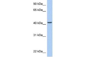 Western Blotting (WB) image for anti-AT Rich Interactive Domain 3C (BRIGHT-Like) (ARID3C) antibody (ABIN2459405) (ARID3C Antikörper)