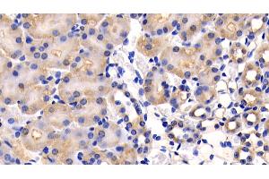 Detection of CD26 in Mouse Kidney Tissue using Polyclonal Antibody to Cluster Of Differentiation 26 (CD26) (DPP4 Antikörper  (AA 29-178))