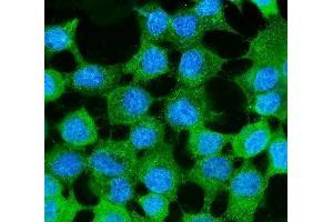 IF analysis of MVP using anti-MVP antibody (ABIN7600481).