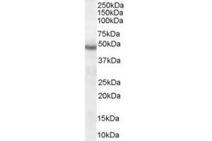 Neuroserpin Antikörper  (C-Term)