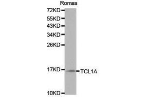 Western Blotting (WB) image for anti-T-Cell Leukemia/lymphoma 1A (TCL1A) antibody (ABIN1875043) (TCL1A Antikörper)