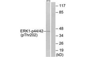 Western blot analysis of extracts from NIH-3T3 cells treated with IFN 2500U/ml 30', using p44/42 MAP Kinase (Phospho-Thr202) Antibody. (ERK1/2 Antikörper  (pThr202))
