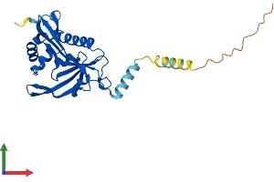Protein Structure (PS) image for N-Acetyltransferase 15 (NAT15) (AA 1-242) protein (His tag) (ABIN7561302)
