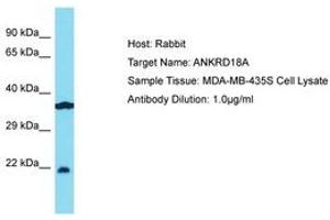 Image no. 1 for anti-Ankyrin Repeat Domain 18A (ANKRD18A) (AA 294-343) antibody (ABIN6750782) (ANKRD18A Antikörper  (AA 294-343))