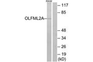 Western blot analysis of extracts from RAW264. (OLFML2A Antikörper  (AA 311-360))