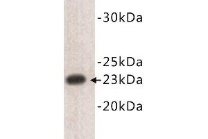 Western Blotting (WB) image for anti-CD3 epsilon (CD3E) (N-Term) antibody (ABIN1854857) (CD3 epsilon Antikörper  (N-Term))