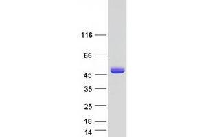 Validation with Western Blot (ASPA Protein (Transcript Variant 2) (Myc-DYKDDDDK Tag))