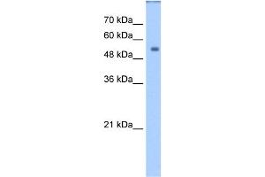 WB Suggested Anti-DPYS Antibody Titration:  1. (DPYS Antikörper  (Middle Region))