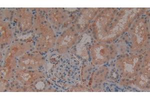 Detection of GYPA in Human Kidney Tissue using Polyclonal Antibody to Glycophorin A (GYPA) (CD235a/GYPA Antikörper  (AA 20-91))
