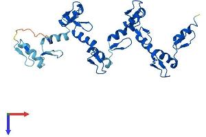 ZNF146 Protein (AA 1-292) (His tag)