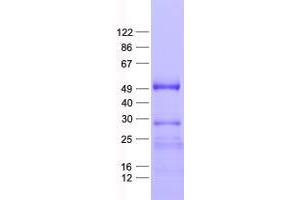 Validation with Western Blot (ZCWPW2 Protein (His tag))
