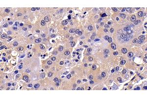Immunohistochemistry (IHC) image for anti-Caspase 10, Apoptosis-Related Cysteine Peptidase (CASP10) (AA 223-459) antibody (ABIN7443104)