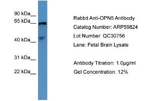 WB Suggested Anti-OPN5  Antibody Titration: 0. (OPN5 Antikörper  (C-Term))