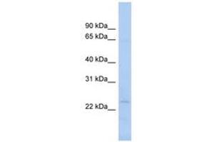 Image no. 1 for anti-N-Acetyltransferase 9 (NAT9) (N-Term) antibody (ABIN6743490) (NAT9 Antikörper  (N-Term))