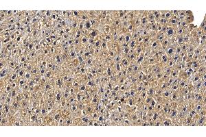 Immunohistochemistry (IHC) image for anti-TNF Receptor-Associated Factor 6 (TRAF6) (AA 153-423) antibody (ABIN7436348)