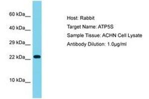 Image no. 1 for anti-ATP Synthase, H+ Transporting, Mitochondrial F0 Complex, Subunit S (Factor B) (ATP5S) (AA 71-120) antibody (ABIN6750597) (ATP5S Antikörper  (AA 71-120))