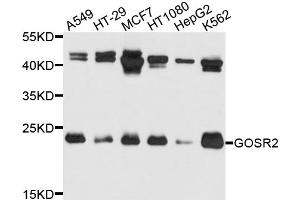 Western blot analysis of extracts of various cell lines, using GOSR2 antibody. (GOSR2 Antikörper)