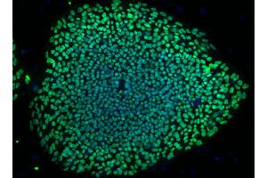 Immunofluorescent staining of Oct3/4 Isoform A in human embryonic stem (ES) cells. (OCT3/4A (Isoform A) Antikörper)