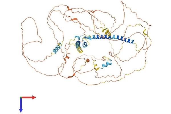 DACT2 Protein (AA 1-774) (His tag)