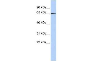 Western Blotting (WB) image for anti-Zinc Finger Protein 3 Homolog (ZFP3) antibody (ABIN2458221)