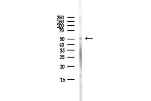 Western blot analysis of lysates from HepG2 cells(LPS,4h treatment), using EN Antibody at 1/1000 dilution.