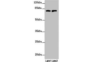 Western blot All lanes: RUFY2 antibody at 1. (RUFY2 Antikörper  (AA 396-655))