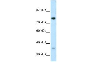 DCST1 antibody used at 0. (DCST1 Antikörper  (C-Term))
