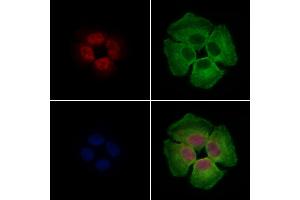 ABIN7094562 and ABIN7098611 staining Hela cells by IF/ICC. (CBX1 Antikörper  (Internal Region))