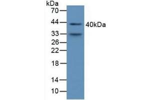Detection of a1M in Mouse Serum using Polyclonal Antibody to Alpha-1-Microglobulin (a1M) (AMBP Antikörper  (AA 18-202))