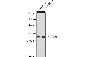 SLC25A17 antibody  (AA 150-250)