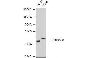 Western blot analysis of extracts of various cell lines using CHRNA10 Polyclonal Antibody at dilution of 1:1000. (CHRNA10 Antikörper)