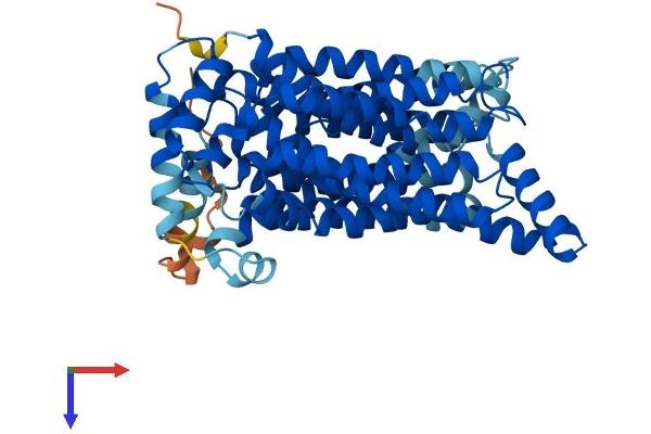 GLUT1 Protein (AA 1-492) (His tag)