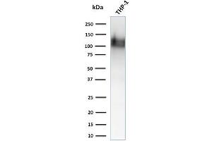Western Blot Analysis of human THP-1 cell lysate using CD31 Monoclonal Antibody (1A10)