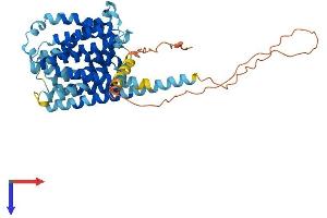 SLC35D3 Protein (AA 1-422) (His tag)