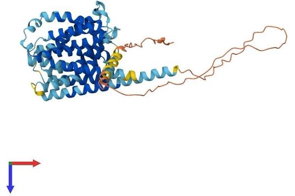 SLC35D3 Protein (AA 1-422) (His tag)