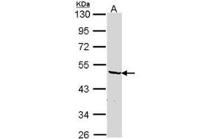 AP19043PU-N hnRNP-F antibody staining of HepG2 (A) whole cell lysate (30 µg) at 1/1000 dilution, 10% SDS PAGE. (HNRNPF Antikörper  (N-Term))