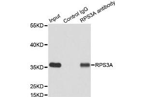 Immunoprecipitation analysis of 200 μg extracts of MCF7 cells using 3 μg RPS3A antibody (ABIN5973489). (RPS3A Antikörper)