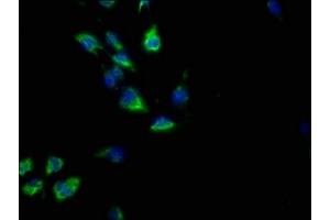 Immunofluorescence (IF) image for anti-Guanine Nucleotide Binding Protein (G Protein), gamma 2 (GNG2) (AA 44-62) antibody (ABIN7139867)