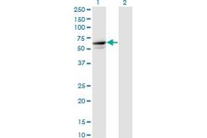 Western Blot analysis of TRIM26 expression in transfected 293T cell line by TRIM26 monoclonal antibody (M01), clone 1G3. (TRIM26 Antikörper  (AA 146-240))