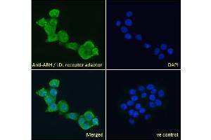 ABIN185037 Immunofluorescence analysis of paraformaldehyde fixed A431 cells, permeabilized with 0. (LDLRAP1 Antikörper  (N-Term))