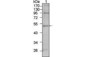 Western Blot showing TBX5 antibody used against HepG2 cell lysate (1). (T-Box 5 Antikörper)