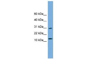 WB Suggested Anti-GOLGA7 Antibody Titration: 0. (Golgin A7 Antikörper  (N-Term))