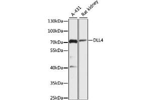 Western blot analysis of extracts of various cell lines, using DLL4 antibody (ABIN6127753, ABIN6139662, ABIN6139663 and ABIN6216765) at 1:3000 dilution. (DLL4 Antikörper  (AA 317-530))