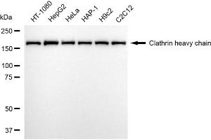 Western blotting analysis using clathrin heavy chain antibody (ABIN7798091).