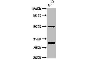 Western Blot Positive WB detected in: Raji whole cell lysate All lanes: PHB antibody at 4. (Prohibitin Antikörper  (AA 1-272))