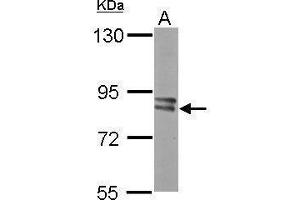 WB Image Sample (50 ug of whole cell lysate) A: Mouse brain 7. (PFKM Antikörper  (N-Term))