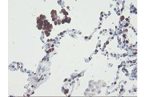 Image no. 3 for anti-RNA Binding Protein with Multiple Splicing (RBPMS) antibody (ABIN1500642) (RBPMS Antikörper)